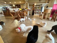 -猫咖时代(中山亭店)