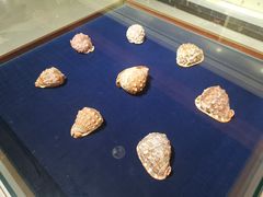 -青岛贝壳博物馆