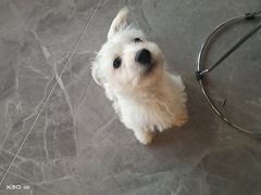 -宠福鑫康馨动物医院·骨科·眼科