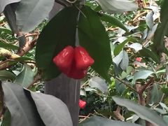 集发农业观光园-北戴河集发农业梦想王国