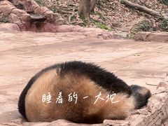 -中国大熊猫保护研究中心雅安碧峰峡基地