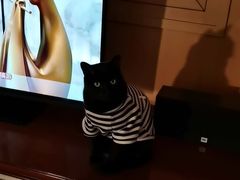 -东方名猫馆·英短金渐层布偶猫舍(环线广场1号楼店)