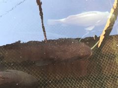 -蓝湾碧波·老字号·疍家非遗海上餐厅