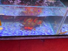 -渔民新村(番禺总店)