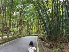 -火炉山森林公园