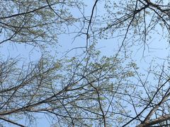 -黄海国家森林公园