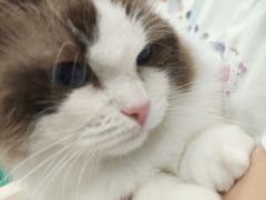 -乐琪宠物医院·犬猫专科·骨外科·急重症