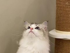 -猫域·湾主题猫咖·宠物吧(南坪城市广场店)