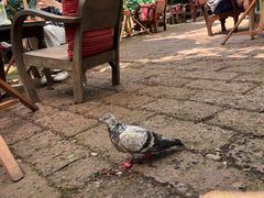 -Fern Forest Cafe