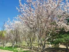 -大兴滨河森林公园