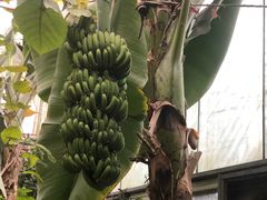 -呀路古热带植物园