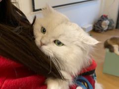 -猫在这儿猫咪咖啡馆·撸猫馆