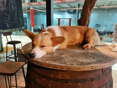 -more than meow吴止猫主题餐厅(承德 中船汇店)