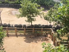 -西霞口神雕山野生动物世界