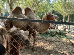 -长白岛森林公园