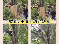 -成都大熊猫繁育研究基地
