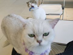 -怪兽屋·羊驼·猫咖·狗咖(俊华广场店)