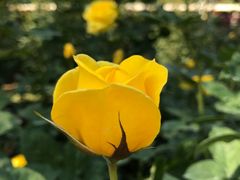 -人民公园(罗湖区)