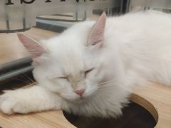 -袖虎·猫馆(体育西路店)