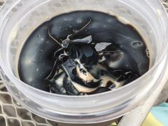 -3.3手制甜品轻食馆(虎门万科云城店)