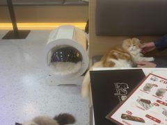 -喵园·猫主题咖啡厅·撸猫·猫咖(国贸店)