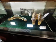 -诸城市恐龙博物馆