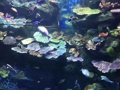-暹罗海洋世界