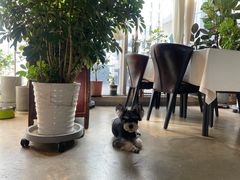 -百好乐宠物友好餐厅(朝外大街店)