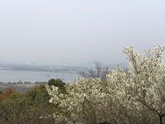 -香雪海