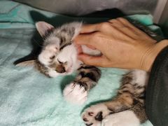 -艾贝尔宠物诊疗