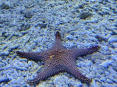 -太平洋海底世界