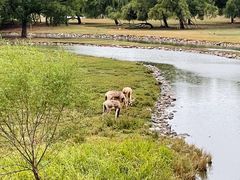 -北京麋鹿生态实验中心