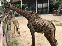 -三亚千古情景区游客中心-接待中心