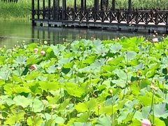 -溱湖国家湿地公园