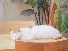 -猫的天空之城概念书店(苏州平江店)