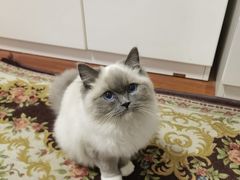 -糯米喵星人总部直营旗舰店·猫舍·幼猫出售