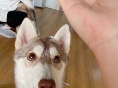 -Husky Go! 哈士奇体验馆·宠物咖啡厅狗咖