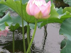 -荷塘月色湿地公园·向阳花洲