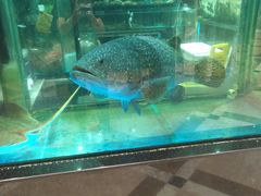 -金翠皇宫粤菜·点心·海鲜(科技园店)