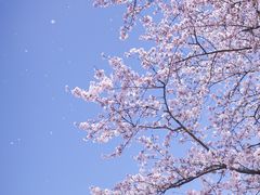 -上海滨江森林公园