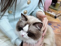 -糯米喵星人总部直营旗舰店·猫舍·幼猫出售