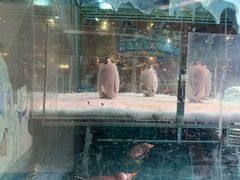 -帝企鹅自助餐厅•儿童岛•真企鹅(长隆企鹅酒店)