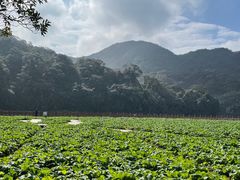 -广州市石门国家森林公园