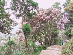 -梧桐山风景名胜区