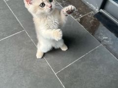-伟伟宠物医院·瑞派猫友好医院·猫科(光谷店)