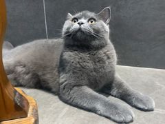 -芭比堂爱心动物医院(柯桥康爱分院)