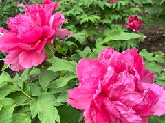 -黑龙江省森林植物园
