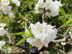 -南汇桃花村