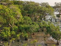 -宝安西湾红树林湿地公园