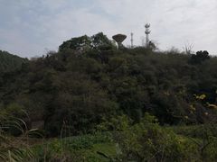 -南宁良凤江国家森林公园